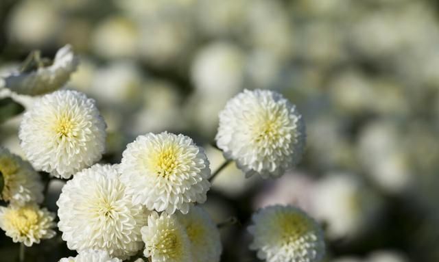喜欢喝菊花茶的朋友，黄菊、白菊和野菊的不同功效您知道吗