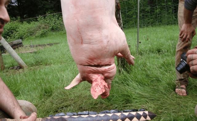 猪脖肉到底能不能吃(猪奶部位的肉可以吃吗)图1