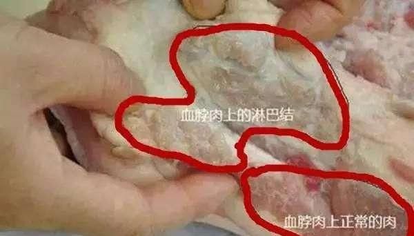 猪脖肉到底能不能吃(猪奶部位的肉可以吃吗)图6