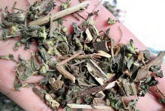 墨旱莲的功效有哪些图2