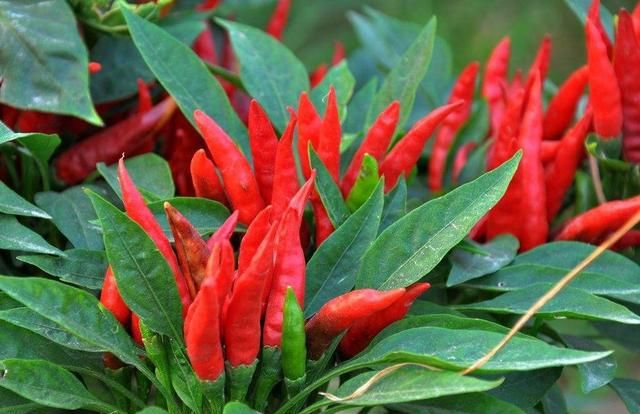 有哪些种植朝天椒的方法呢,朝天椒花盆种植方法图3