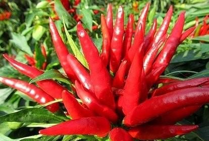 有哪些种植朝天椒的方法呢,朝天椒花盆种植方法图4