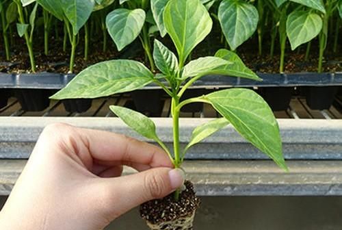 有哪些种植朝天椒的方法呢,朝天椒花盆种植方法图6