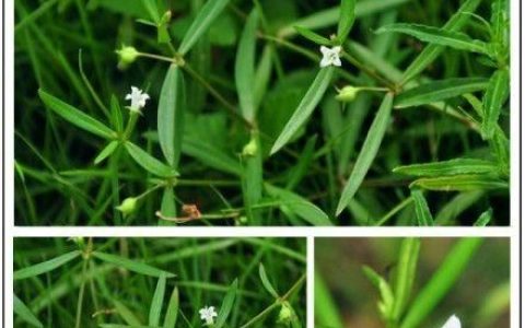 白花蛇草和白花蛇舌草一样吗