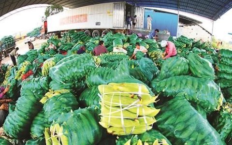 横县甜玉米什么时候有卖(横县甜玉米产业园)