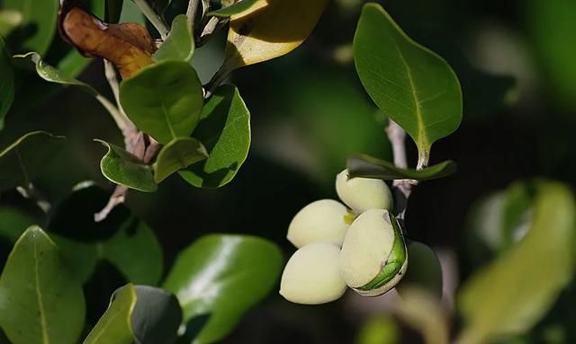 海榄蜜、榄钱果......湛江红树林里的“宝藏”美食你吃过哪几种
