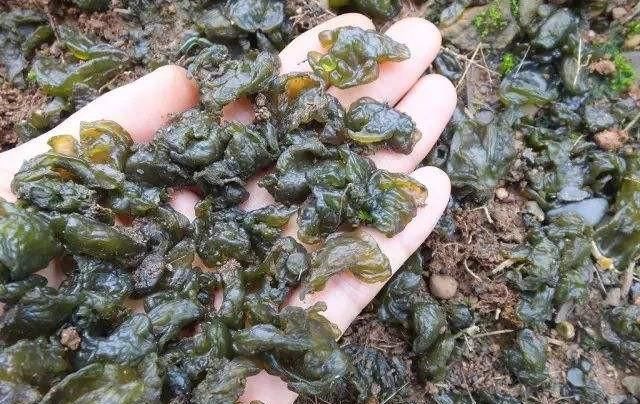 地皮菜是什么菜它有什么营养,地皮菜的做法大全营养图4