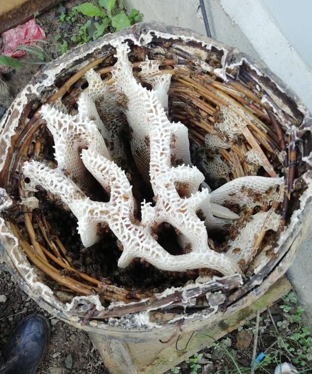 蜜蜂箱怎么制作才好(诱蜜蜂箱如何制作)图3