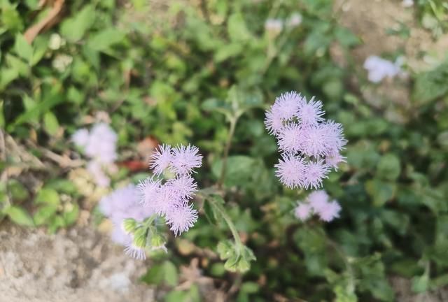 紫气东来花开遍野藿香蓟