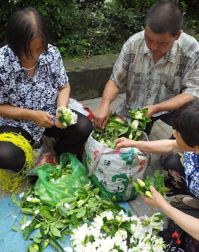 栀子花香飘街头 入药清肺又凉血 与蜜煎服治痰咳