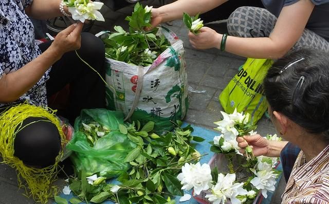 栀子花香飘街头 入药清肺又凉血 与蜜煎服治痰咳