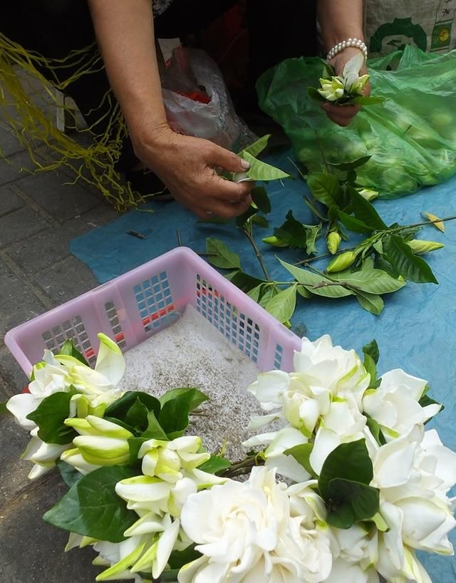 栀子花香飘街头 入药清肺又凉血 与蜜煎服治痰咳