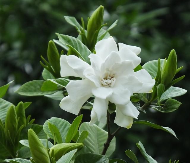 栀子花香飘街头 入药清肺又凉血 与蜜煎服治痰咳