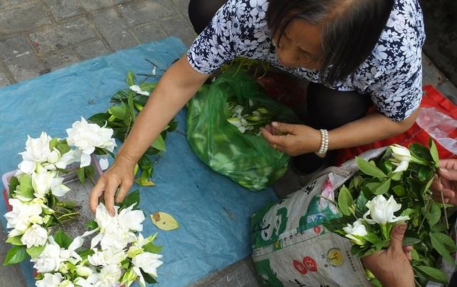 栀子花香飘街头 入药清肺又凉血 与蜜煎服治痰咳