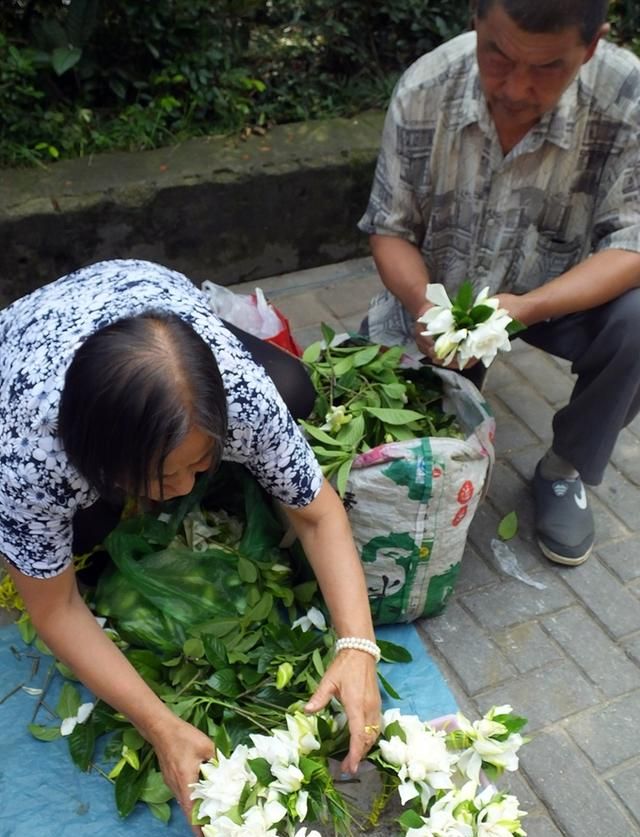 栀子花香飘街头 入药清肺又凉血 与蜜煎服治痰咳