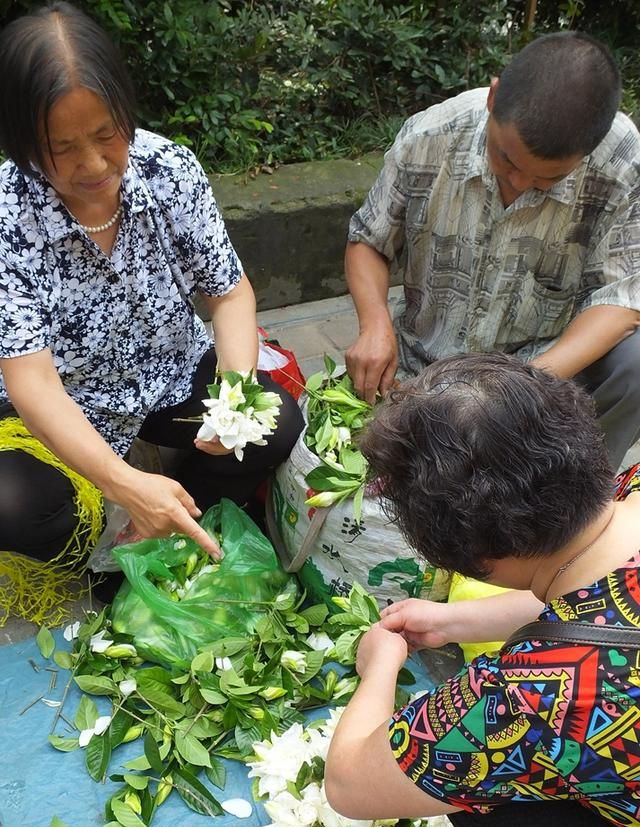 栀子花香飘街头 入药清肺又凉血 与蜜煎服治痰咳