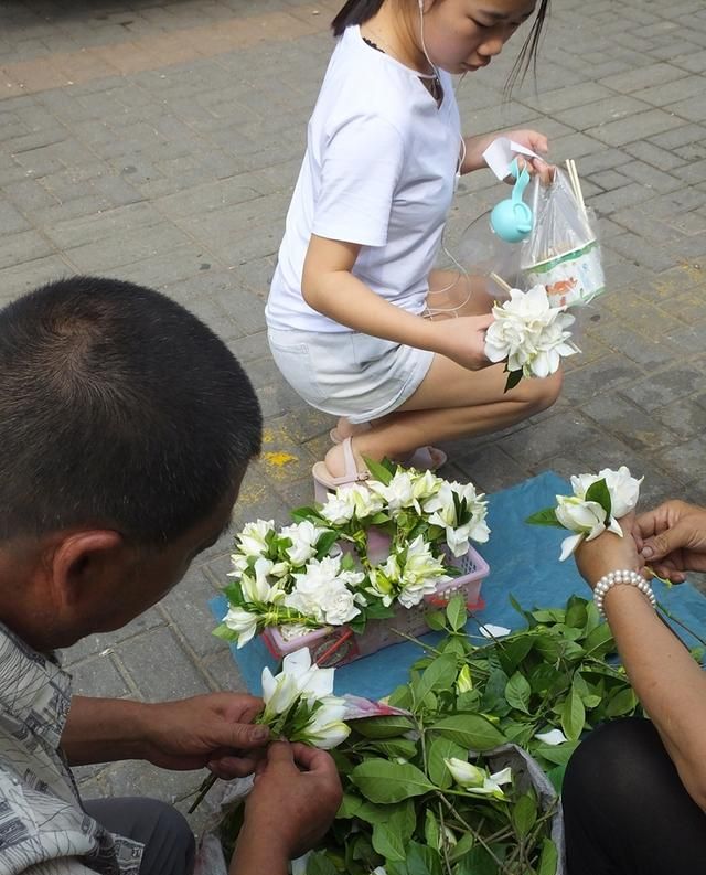 栀子花香飘街头 入药清肺又凉血 与蜜煎服治痰咳