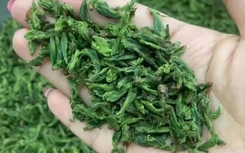 小叶苦丁茶的功效与作用有哪些,小叶苦丁茶和红枣泡水喝的功效