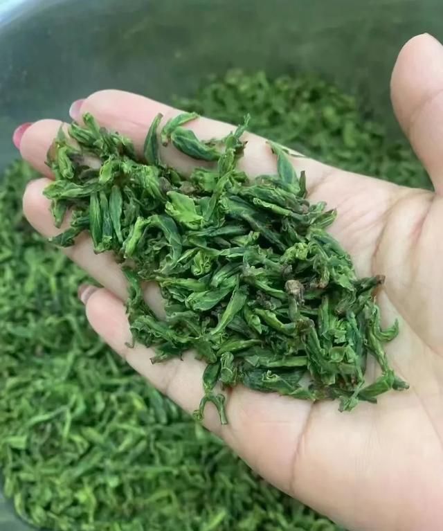 小叶苦丁茶的功效与作用有哪些,小叶苦丁茶和红枣泡水喝的功效图1