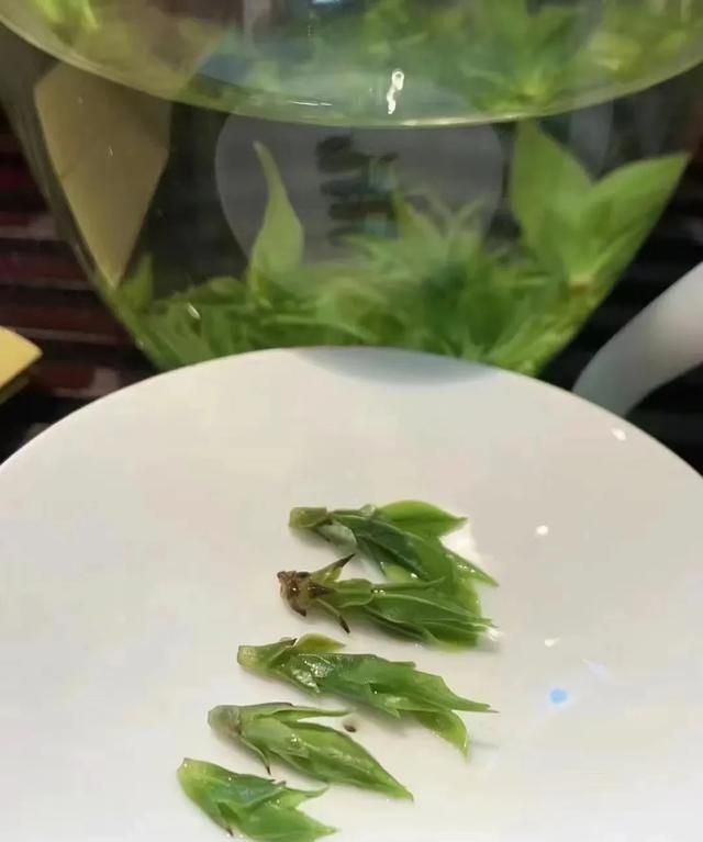 小叶苦丁茶的功效与作用有哪些,小叶苦丁茶和红枣泡水喝的功效图3