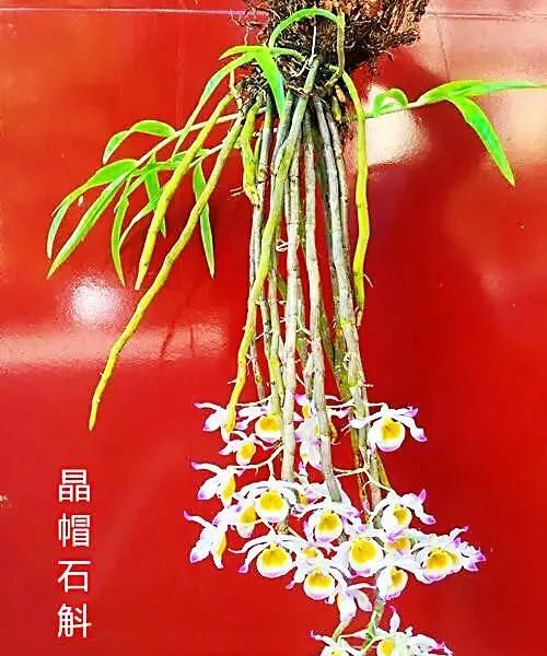 观赏石斛品种介绍