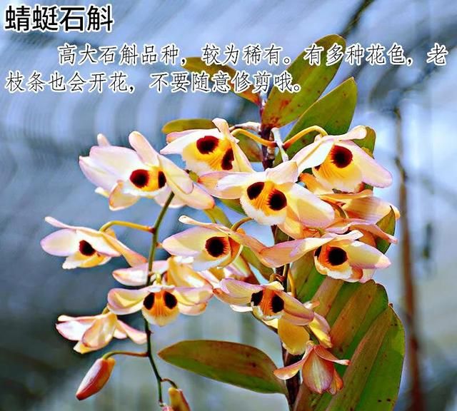 观赏石斛品种介绍