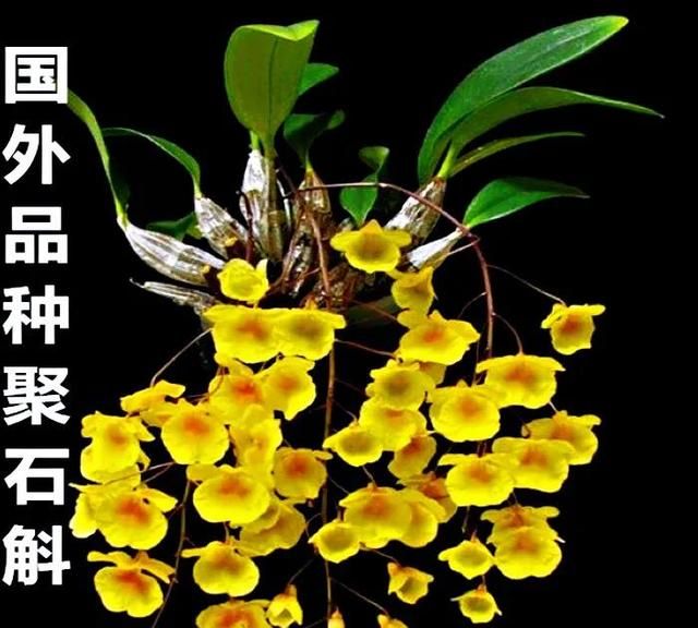 观赏石斛品种介绍