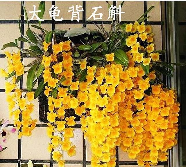 观赏石斛品种介绍