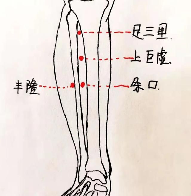 能祛痰、健脾益胃，是穴位界的“二陈汤”，还是降血脂必选穴