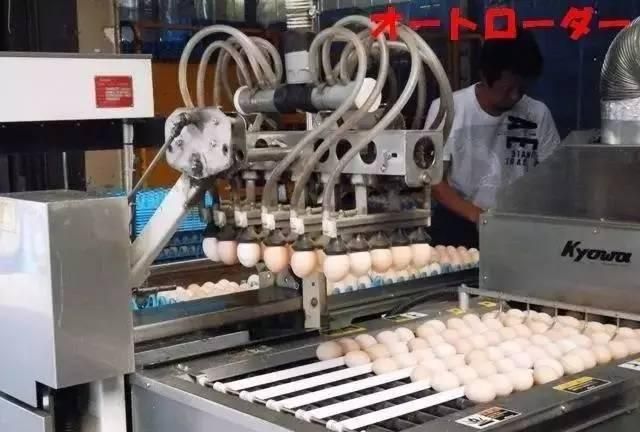 为什么有的日本料理要蘸生鸡蛋吃呢图10