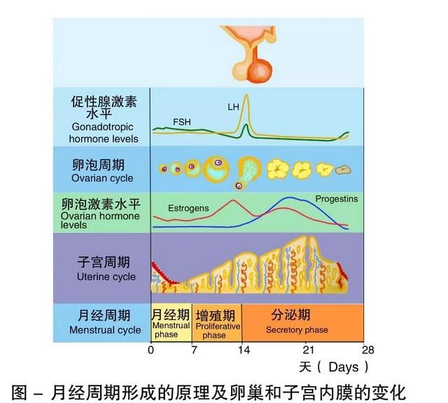 吃黄体酮胶囊一周了还没来月经图1