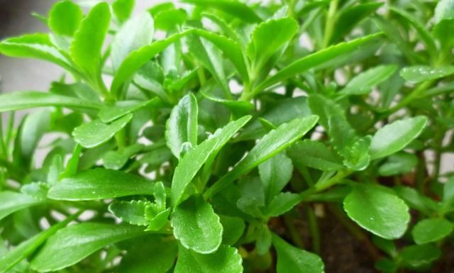 农村新种植的“三七”特色蔬菜，对十几种心脑血管疾病有疗效