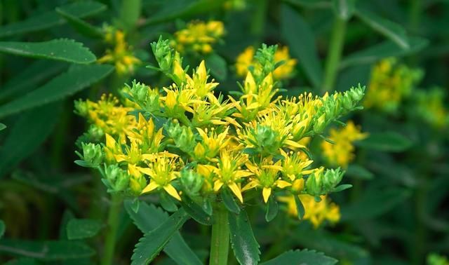 农村新种植的“三七”特色蔬菜，对十几种心脑血管疾病有疗效