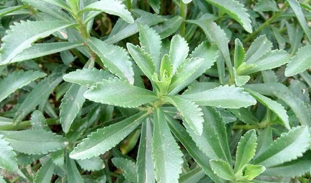 农村新种植的“三七”特色蔬菜，对十几种心脑血管疾病有疗效