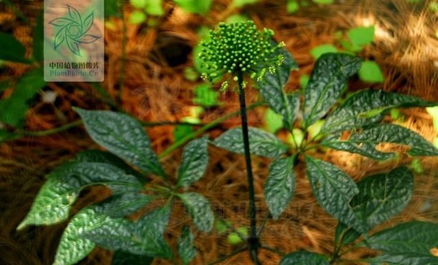 抗癌中草药十一：三七