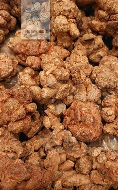 抗癌中草药十一：三七