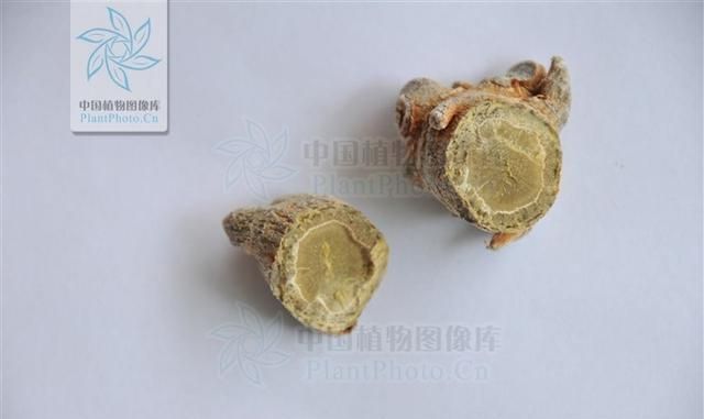 抗癌中草药十一：三七