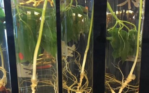 枸杞可以拿来泡酒吗有什么功效