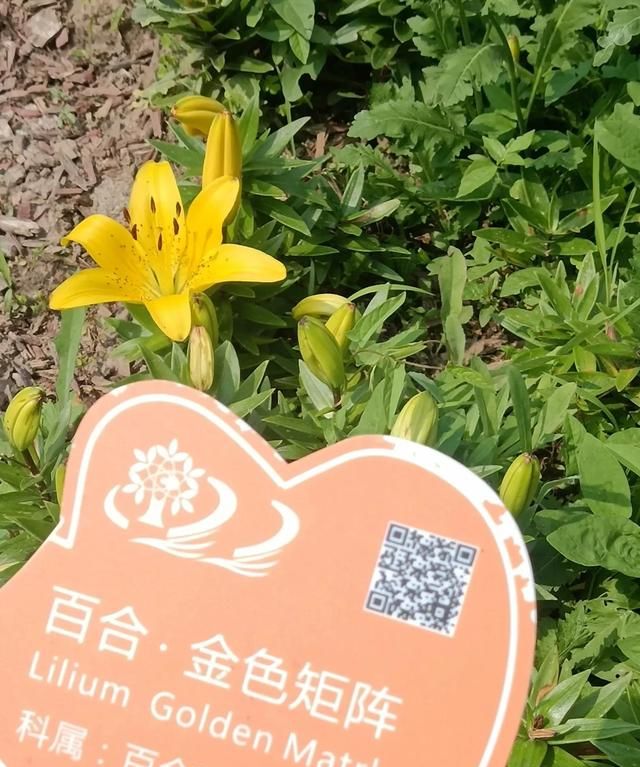 云裳仙子，也谈百合花