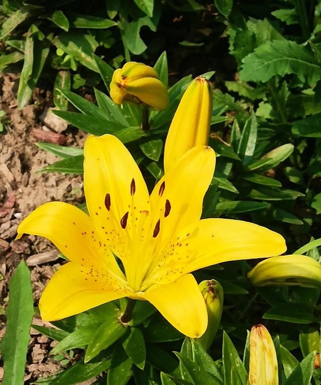 云裳仙子，也谈百合花