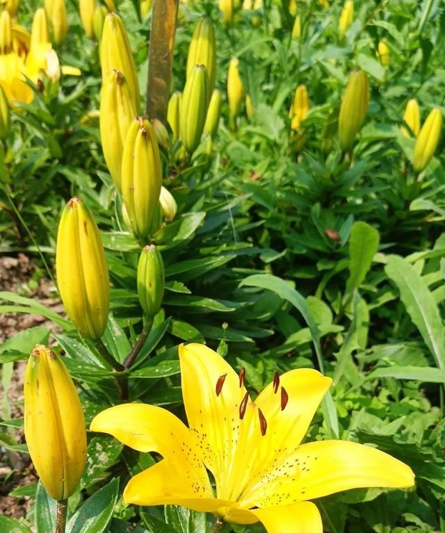 云裳仙子，也谈百合花