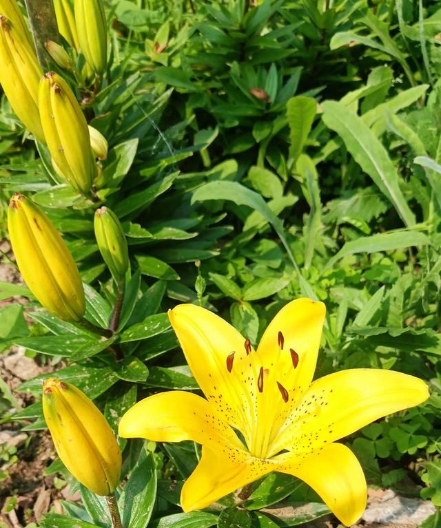云裳仙子，也谈百合花