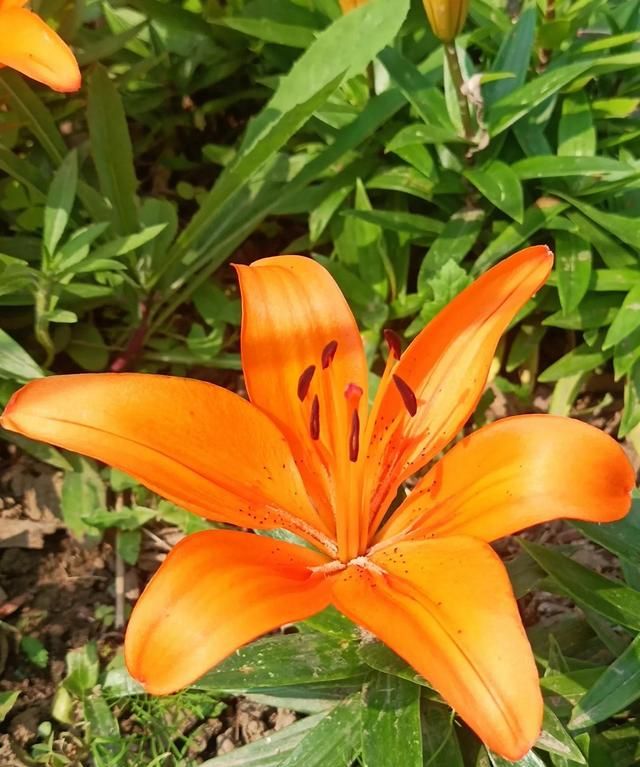 云裳仙子，也谈百合花