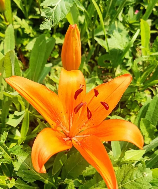云裳仙子，也谈百合花