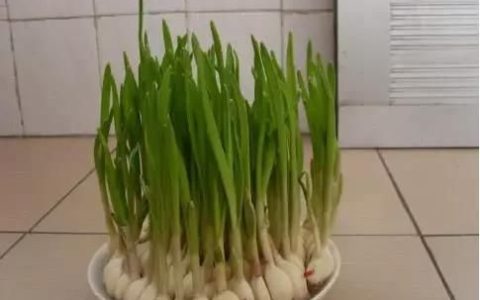 大蒜真的有抗癌作用吗(大蒜熟吃有抗癌功效吗)