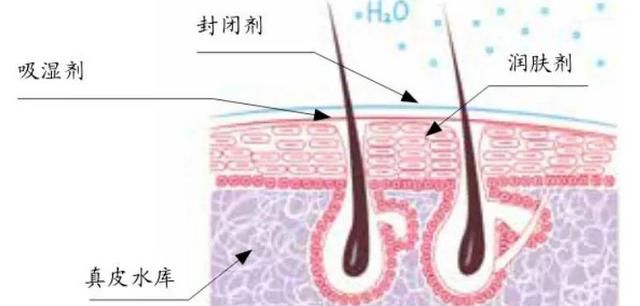 ​什么是油性干燥皮肤？