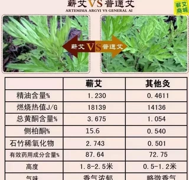 什么样的艾条最好(艾条什么样的质量最好)图1