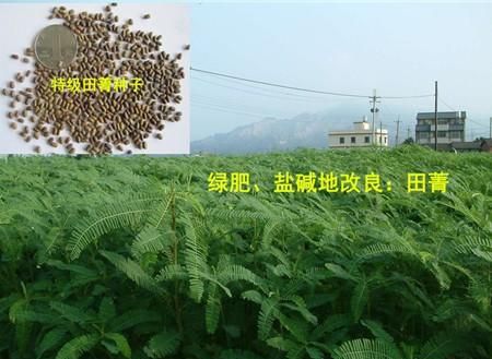 绿肥种子田菁：沿海滩涂、盐碱地、干旱贫瘠地的先锋植物