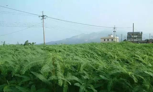 绿肥种子田菁：沿海滩涂、盐碱地、干旱贫瘠地的先锋植物