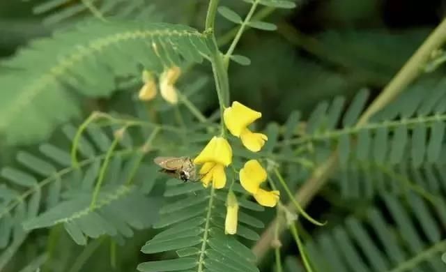 绿肥种子田菁：沿海滩涂、盐碱地、干旱贫瘠地的先锋植物